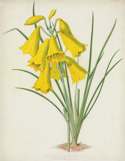 Den gule Blandfordia, Blandfordia Flava af English School